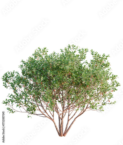 Fotografi Arbutus unedo tree plan, top view, cutout, transparent background, isolate, Vibr