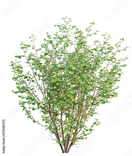 Bild auf Leinwand Corylus avellana tree plan, top view, cutout, transparent background, isolate, L
