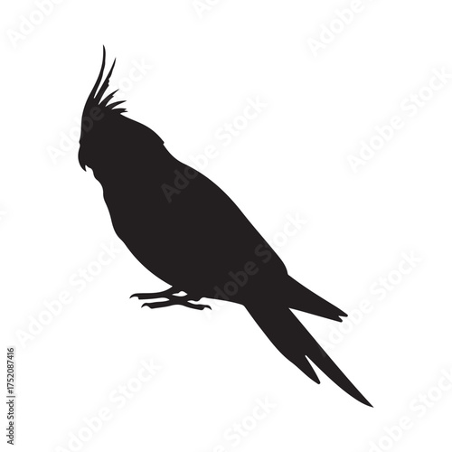 Bird cockatiel vector flat illustration design on white background