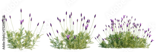 Lavandula pinnata tree plan, top view, cutout, transparent background, isolate, Vibrant lavender plants with delicate purple blooms and lush green foliage