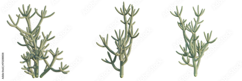 Naklejka premium Cylindropuntia spinosior tree plan, top view, cutout, transparent background, isolate, Unique branching desert succulent plant with fuzzy texture