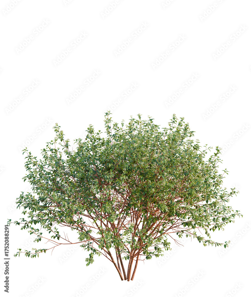 Obraz premium Cornus sanguinea tree plan, top view, cutout, transparent background, isolate, Vibrant green bush adds natural touch to virtual garden design projects