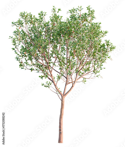 Foto Arbutus unedo tree plan, top view, cutout, transparent background, isolate, Eleg