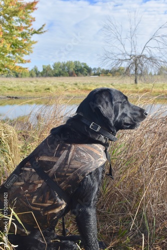 Opening day of duck of season 