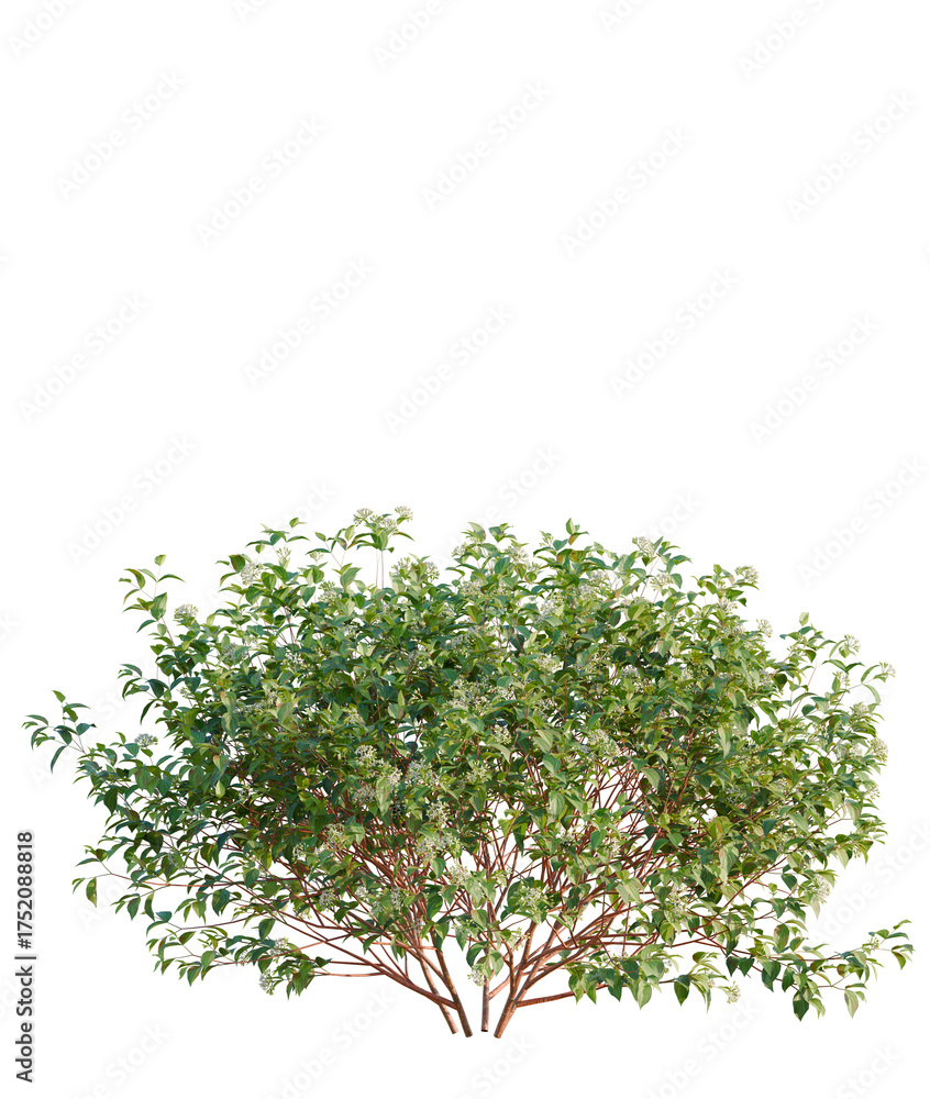 Naklejka premium Cornus sanguinea tree plan, top view, cutout, transparent background, isolate, Lush green flowering bush with delicate white blooms and textured branches