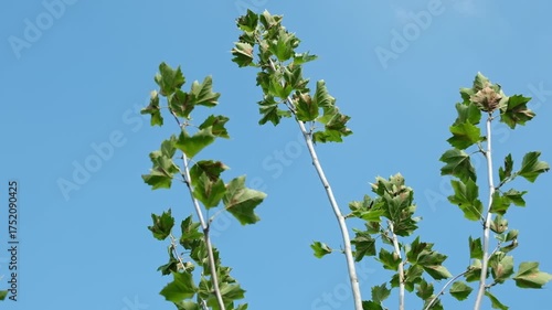 Peaceful autumn scene with green leaves rustling gently in the wind against a clear blue sky. Natural light and calm atmosphere, symbolizing the change of seasons.
