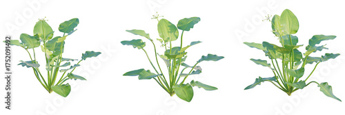 Echinodorus cordifolius tree plan, top view, cutout, transparent background, isolate, Elegant aquatic plants flourish with vibrant broad green leaves