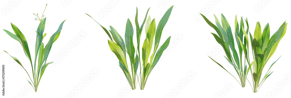 Fototapeta premium Echinodorus tenellus tree plan, top view, cutout, transparent background, isolate, Vibrant green aquatic plants ready for aquarium design projects