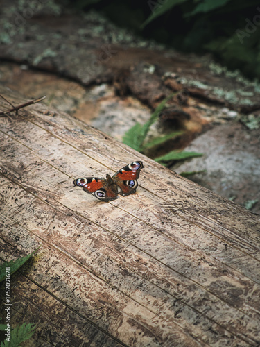 A colorful European Peacock butterfly (Aglais io) rests on the textured surface of a fallen tree trunk in the forest. The earthy tones and delicate wings highlight the quiet beauty of nature up close.