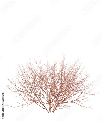 Cornus sanguinea tree plan, top view, cutout, transparent background, isolate, Barren winter bush with intricate bare branches and delicate twig structure