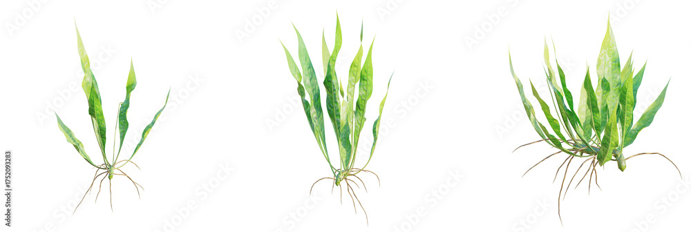 Obraz premium Microsorum pteropus tree plan, top view, cutout, transparent background, isolate, Vibrant green aquatic plant with exposed roots for aquarium design