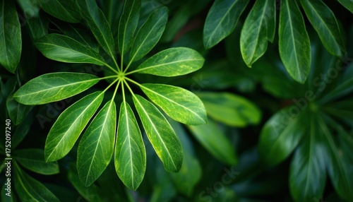 Wallpaper Mural Lush Green Schefflera Leaves With Radial Pattern In Tropical Garden Setting, Emphasizing Vibrant Foliage And Natural Beauty. Focus On Detail. Torontodigital.ca