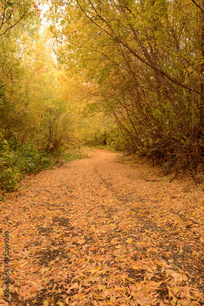 Obraz premium Golden autumn forest road carpeted with bright yellow leaves.