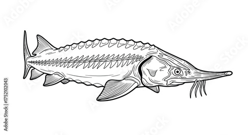 An illustration of a sturgeon fish with barbels around its snout.