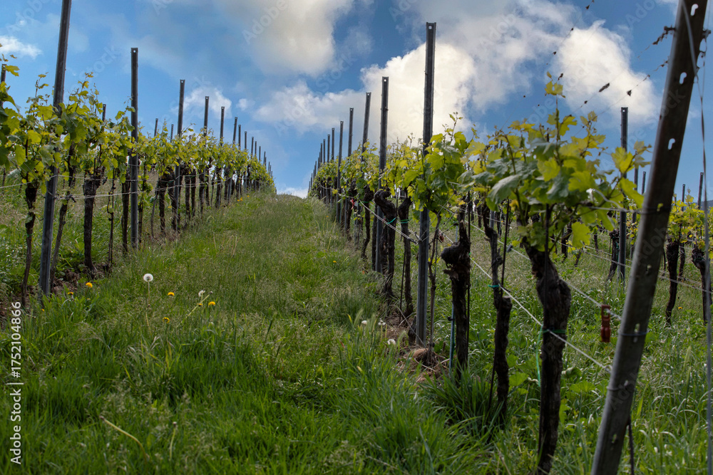 Fototapeta premium Spring landscape of vineyards near Bad Dürkheim, Germany, under bright sunlight, with fresh green rows of vines and clear blue sky.