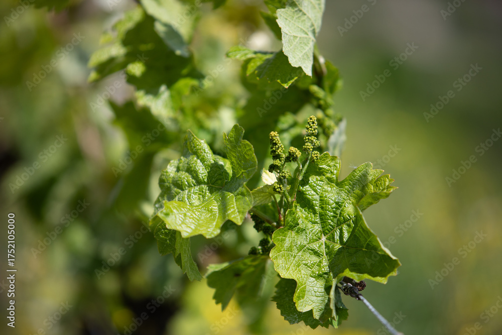 Fototapeta premium Spring landscape of vineyards near Bad Dürkheim, Germany, under bright sunlight, with fresh green rows of vines and clear blue sky.
