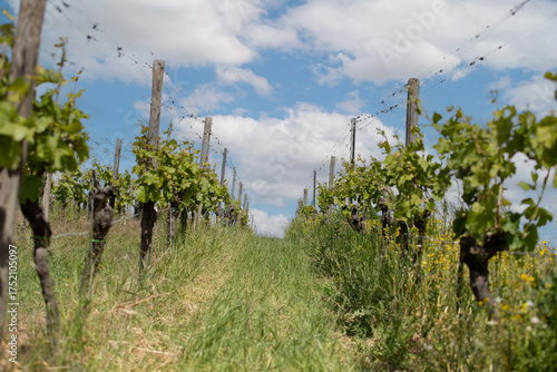 Rolling vineyard landscape in the Palatinate region near Bad Dürkheim, Germany, showing rows of grapevines across gentle hills under natural daylight.