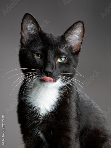Studio portrait of a young black-and-white kitten. Isolated on white background, showing playful curiosity, soft fur details, and charming feline expression.