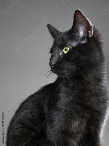 Studio portrait of a black cat with glossy fur, isolated against a clean background, highlighting elegant features, intense eyes, and a calm, mysterious expression.