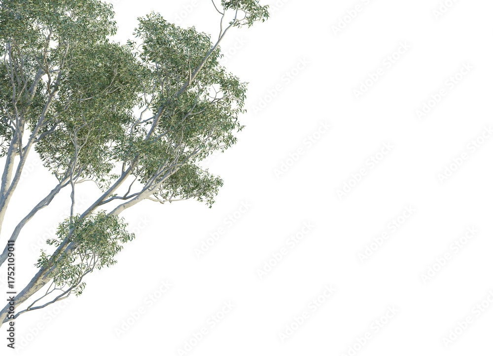 Obraz premium Eucalyptus scoparia tree corner view, cutout, transparent background, isolate, Lush green tree branches reach out creating a natural, organic overlay