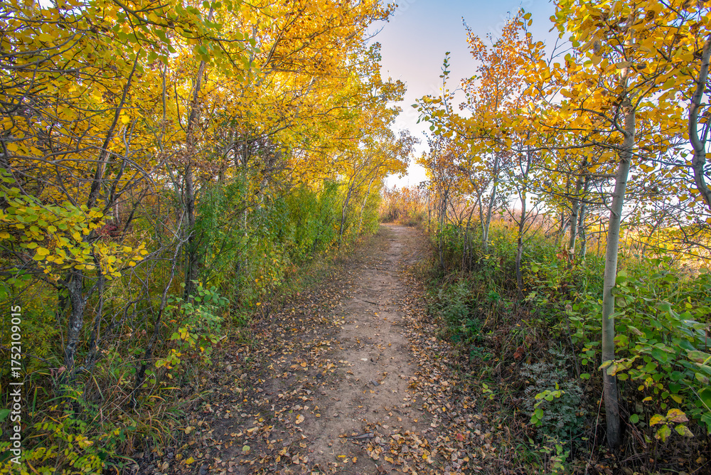 Fototapeta premium A walk in the woods in autumn