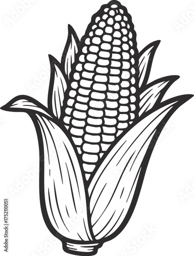 corn on the cob illustration