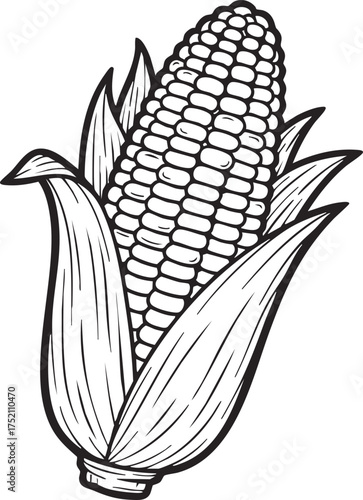 corn on the cob illustration