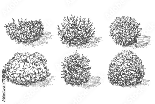 Set of various round bush sketch drawings for garden and landscape design