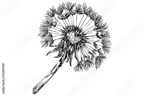 Dandelion flower sketch with seeds hand drawn wind plant