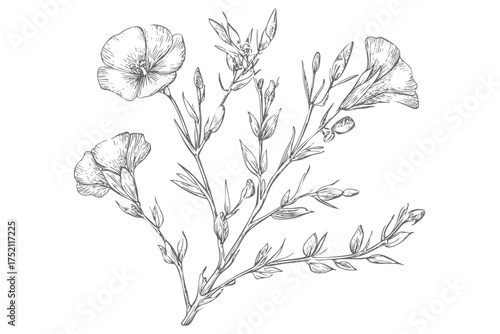 Flax Plant Sketch Botanical Illustration Wildflowers Blossoms Leaves