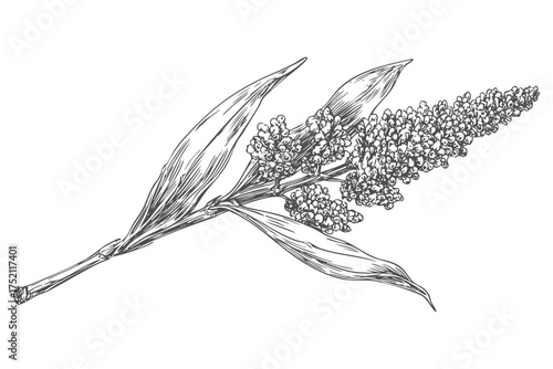 Sorghum Plant Sketch Engraving, Cereal Grain Botanical Illustration