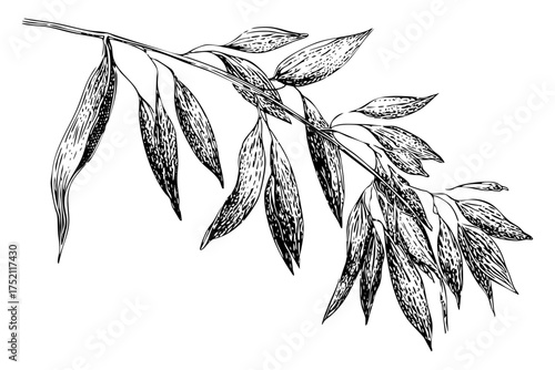Natural Cereal Plant Branch Leaves Oats sketch