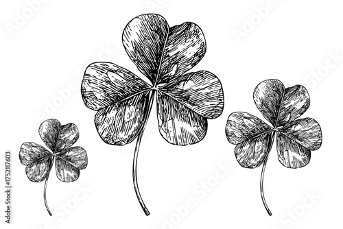 Three-Leaf Clovers Botanical Luck and Nature Hand Drawn Sketch