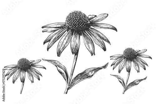 Set of Coneflower Echinacea Blooms Herbal Medicine Sketch