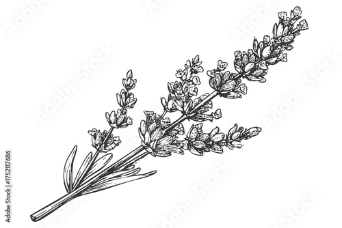 Lavender Flower Bunch Sketch, Aromatic Herb Botanical Drawing