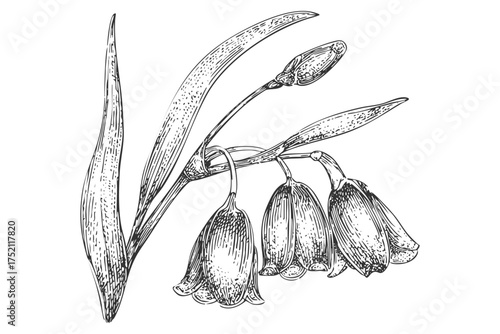 Snowdrop flower botanical sketch blossom. Detailed pen ink drawing isolated white