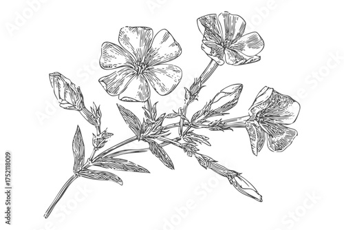 Phlox Flowering Plant Sketch Vector Illustration Botanical Bud Outline