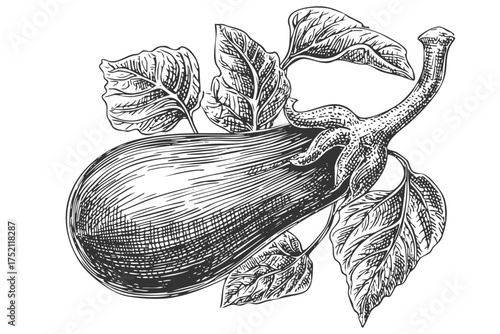 Fresh Eggplant with Leaves Detailed Vegetable Engraving Sketch