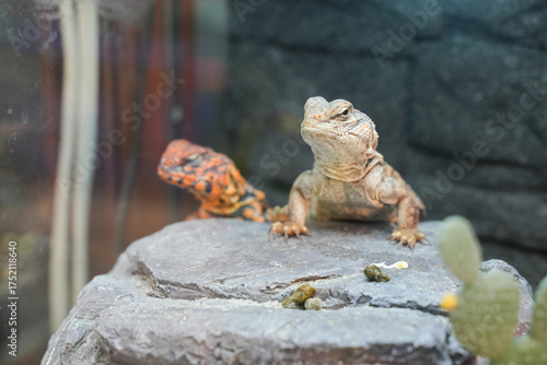 Bilde på lerret A Uromastyx lizard basking under warm light, showing its rough scales and spiny tail