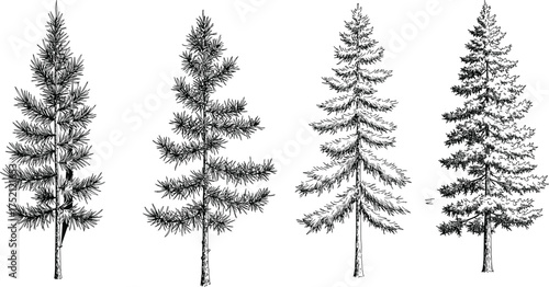 Coniferous tree collection black and white vector illustration with detailed linework, evergreen forest design elements for nature, environment, and creative artwork