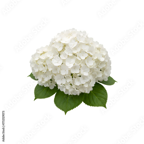 Pure White Hydrangea Flowers  on white background