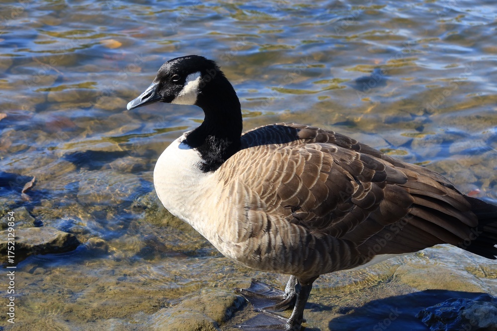 Obraz premium Canada goose（カナダ雁）