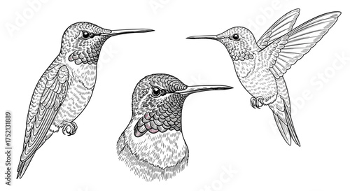 Hummingbird collection from different angles engraving sketch hand drawn style black and white vintage illustration vector