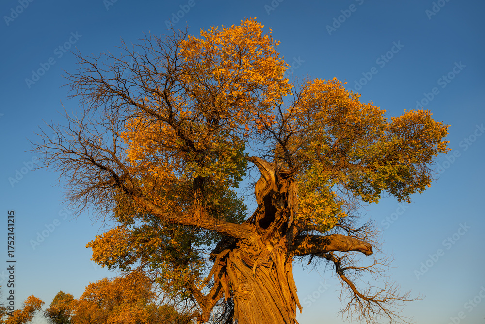 Fototapeta premium Turanga (poplar) tree in the Almaty region of southeastern Kazakhstan on a autumn evening.