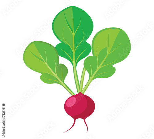 A cartoon radish with green leaves, illustration
