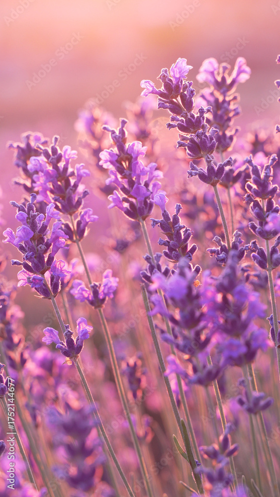 Naklejka premium Lavender Field Sunset: Vibrant purple blossoms glowing in soft light across vast field at dusk, showcasing tranquil beauty.
