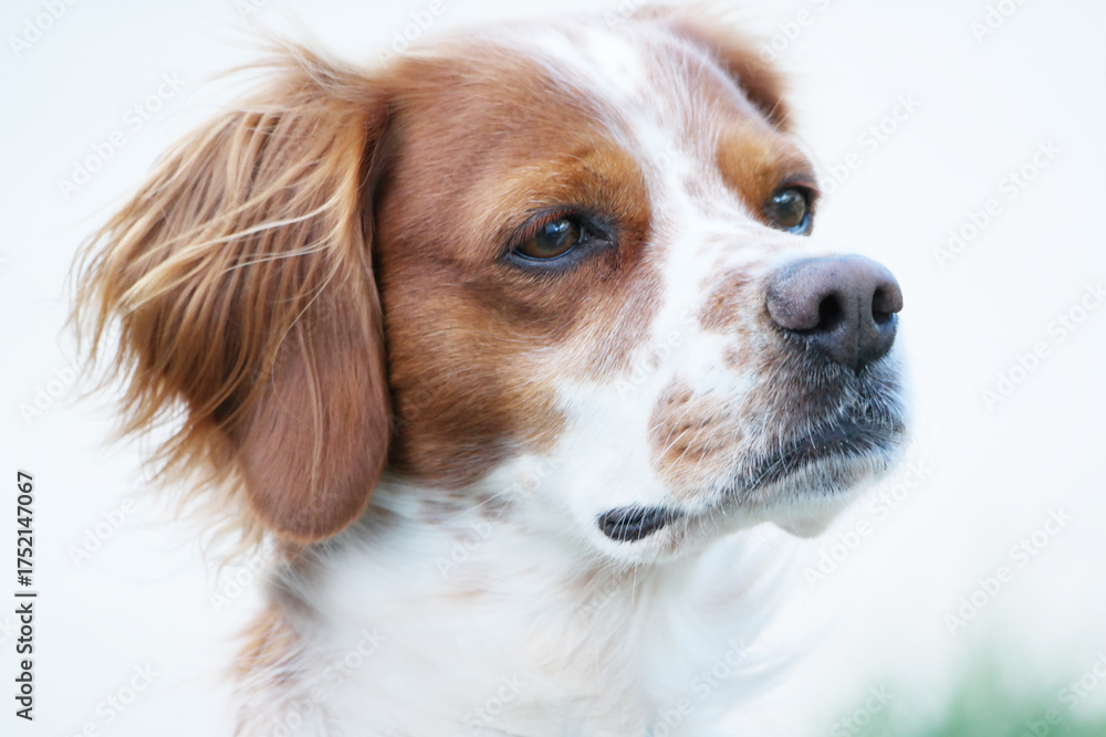 Fototapeta premium Spaniel Breton
