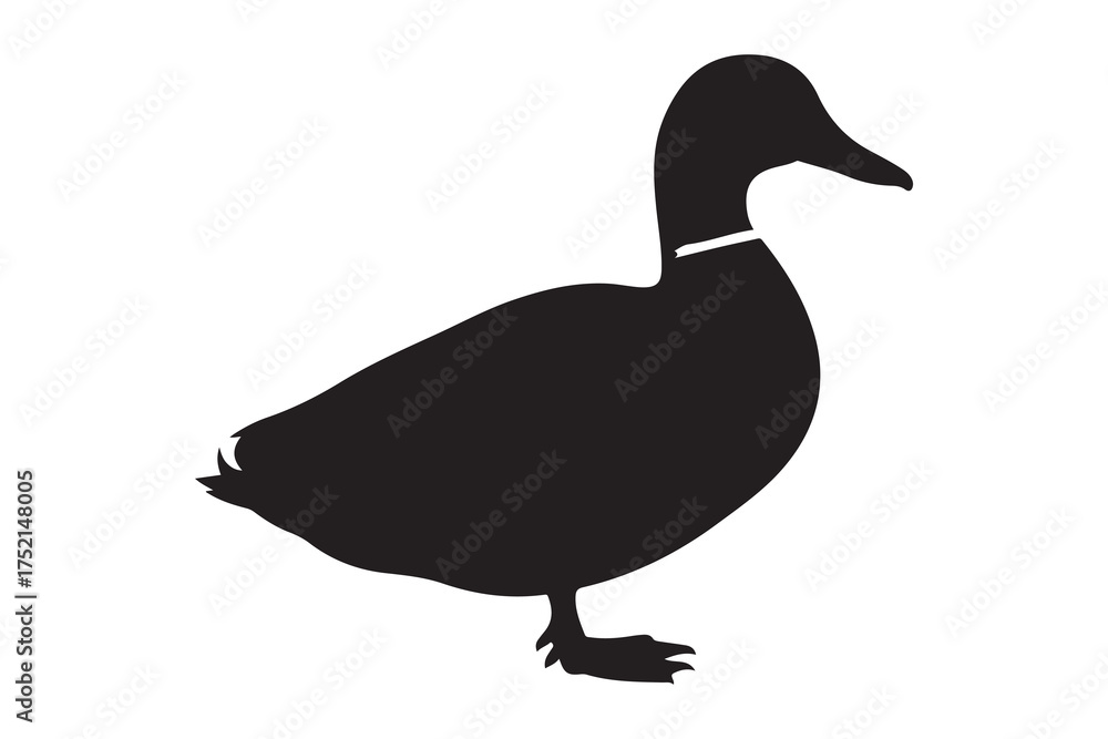 Obraz premium Black silhouette of a mallard duck stands gracefully on a transparent background