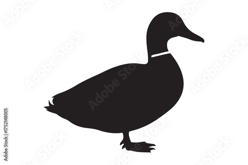 Black silhouette of a mallard duck stands gracefully on a transparent background