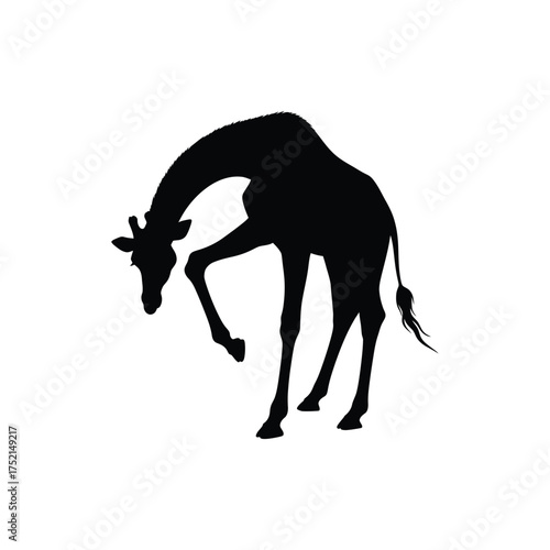 Giraffe bending down silhouette